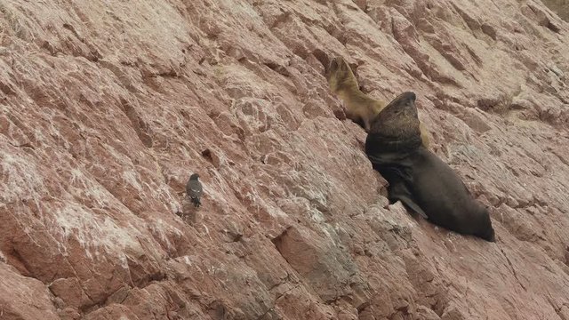 Seals Resting on Rocks, Ballestas Islands, Paracas National Reserve, Peru