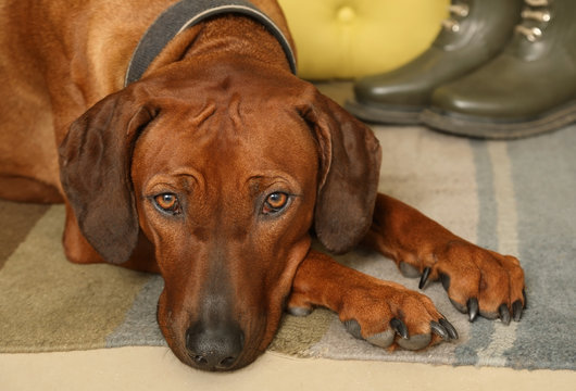 Portrait of a Rhodesian Ridgeback dog lying on the rug in the hallway