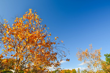 白樺が紅葉した公園