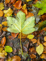 picture with colorful autumn leaf texture