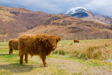 Highland cattles on pasture farm, scottish cows. Fort William Highlands Scotland.