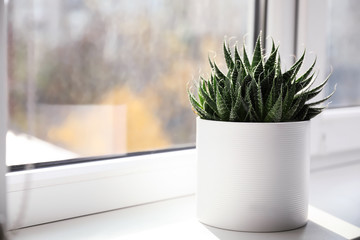 Beautiful succulent plant on windowsill at home, space for text