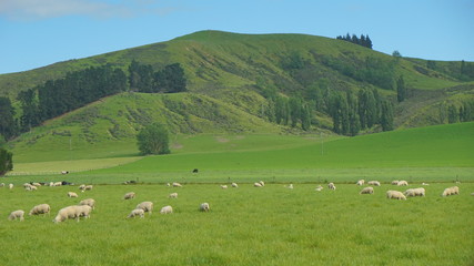 Fototapeta na wymiar The sheep farmland in the country side of Christchurch, New Zealand