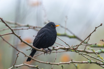 Amsel
