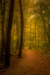 A hiking path through autumn woods takes on a beautiful and haunting character when selective diffusion and warmth are added in post.