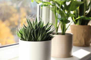 Beautiful succulent plant on windowsill at home