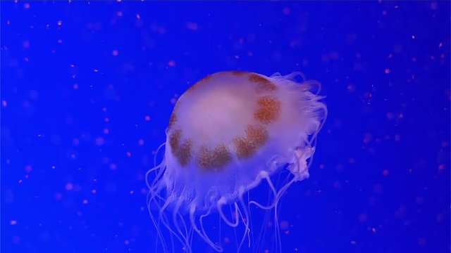 Jellyfish close-up in slow motion. Ocean background pattern for design.