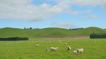 Fototapeta na wymiar The sheeps in the meadow in a farmland in the vicinity of Christchurch New Zealand