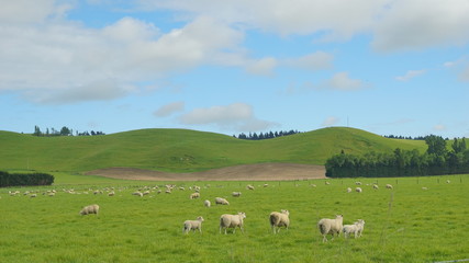 Fototapeta na wymiar The sheeps in ta meadow nearby Christchurch, New Zealand