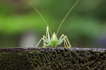 Grasshopper on wooden table. Wildlife photography 