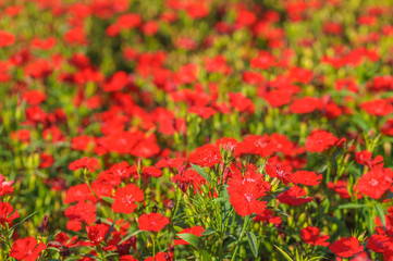 Red Flowers in the Sunlight with Bokeh Effect