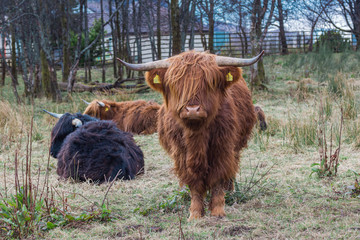 Highland cattles on pasture farm, scottish cows. Fort William Highlands Scotland.