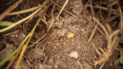 Wide angle macro shot of disturbed fire ant mound. Panning across with many ants moving around. Ant in the middle appears to be on his side, attending to himself.
