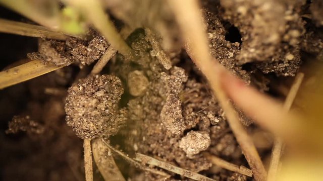 Highly magnified section of dirt showing ants running in their disturbed mound. Some grass is close it is out of focus. Panning across moving the grass & dirt while the ants are still running around.