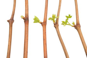 The process of growing grapes saplings from the vine. © BearOK