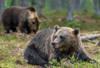 Adult Male of Brown bear in the forest. Scientific name: Ursus arctos. Natural habitat.
