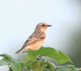 robin sitting on branch