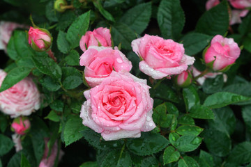 Blooming Ping Rose Flower with raindrops in the garden at Bana Hill , Danang Vietnam