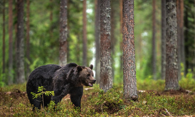 Adult male of brown bear at autumn forest. Natural habitat.  pine forest