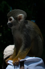 monos ardilla de la selba amazonica mirando hacia alfrente bien enfocado