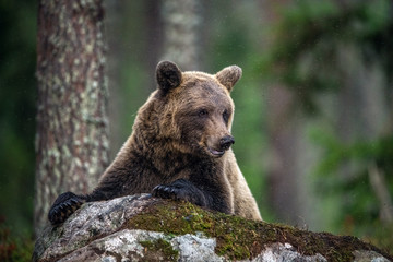 Fototapeta premium Adult Male of Brown bear in the forest. Scientific name: Ursus arctos. Natural habitat.