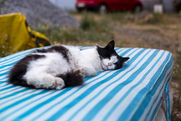 Dirty black and white rural cat lies outdoors on a striped mattress