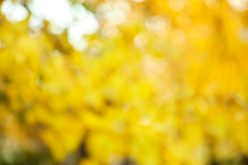 Obraz premium Blurred view of autumn foliage outdoors. Bokeh effect