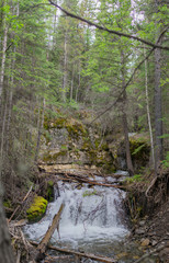 stream in the forest