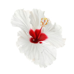 Beautiful tropical hibiscus flower isolated on white - obrazy, fototapety, plakaty
