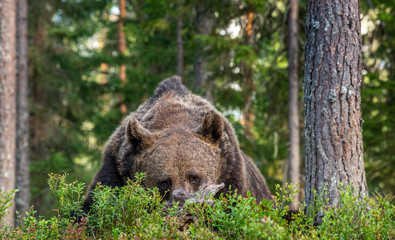 Close up portrait of Brown bear in the forest. Scientific name: Ursus arctos. Natural habitat.
