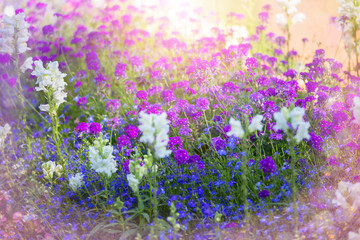 Blurry meadow flowers background. Flower card