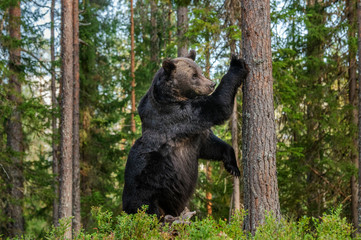 Brown bear stands on its hind legs by a tree in a pine forest. Scientific name: Ursus Arctos  Natural habitat.