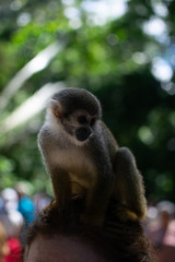 monos ardilla de la selba amazonica mirando hacia alfrente bien enfocado