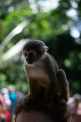 monos ardilla de la selba amazonica mirando hacia alfrente bien enfocado
