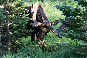 Shiras Moose in the Rocky Mountains of Colorado