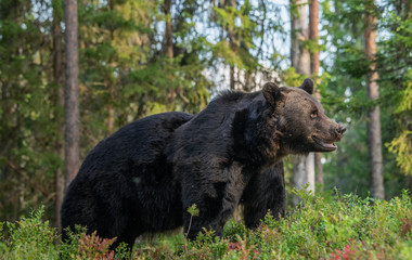 Adult male of brown bear at autumn forest. Natural habitat.  pine forest