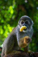 monos ardilla de la selba amazonica mirando hacia alfrente bien enfocado