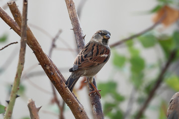 A male house sparrow (Passer domesticus)  perched on a flame of the forest (Butea monosperma) tree branch.
