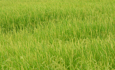 The rice paddy field in Thailand