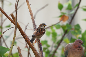 A male house sparrow (Passer domesticus)  perched on a flame of the forest (Butea monosperma) tree branch.
