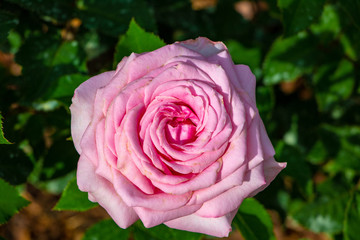 Pink rose