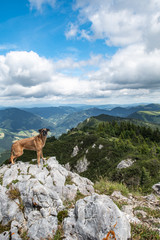 Hund steht auf einem Felsen vor einem Abgrund im Hintergrund sieht man die Grazer Berglandschaft,...