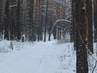 winter forest