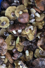 Background with full basket of fresh wild mushrooms.