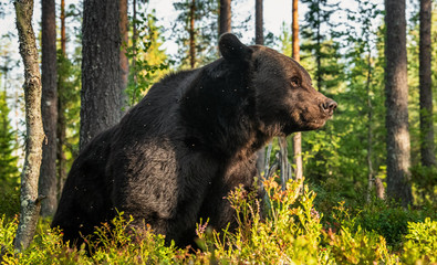 Closeup portrait of adult male of brown bear at sunset light. Green natural background. Summer...