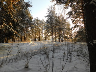 winter forest