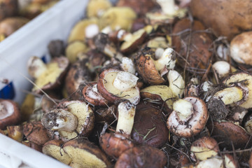 Background with full basket of fresh wild mushrooms.