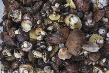 Background with full basket of fresh wild mushrooms.