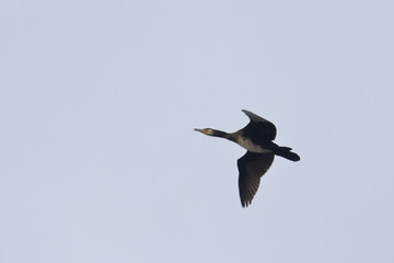 cormorant