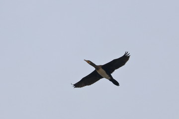 Fototapeta na wymiar cormorant